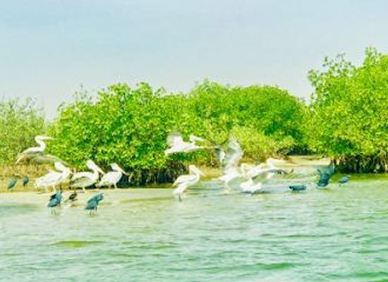senegal/thies/attraction/somone-lagune-excursions