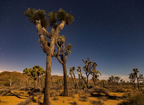 california/joshua-tree/attraction/keys-view