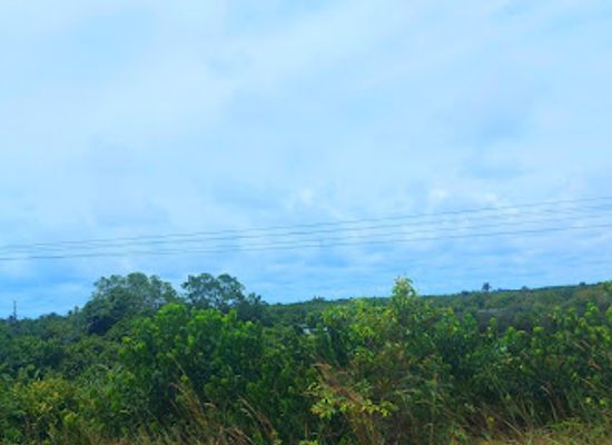 ghana/axim/attraction/ebi-mangrove