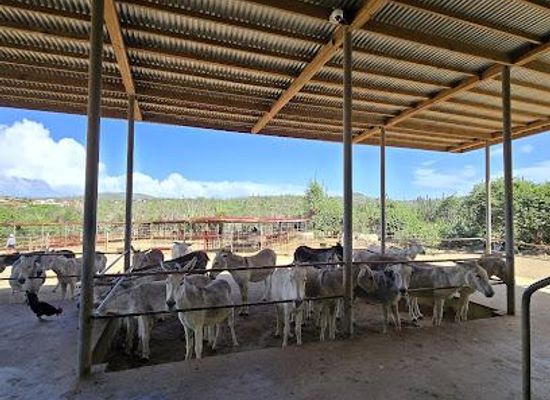 aruba/noord/attraction/donkey-sanctuary-aruba
