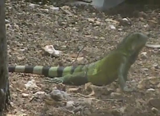 curacao/sta-catharina/attraction/indian-trail
