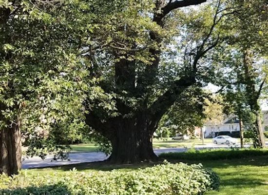 kentucky/owensboro/attraction/sassafras-tree