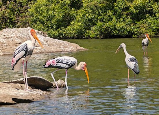india/south-india/attraction/ranganathittu-bird-sanctuary