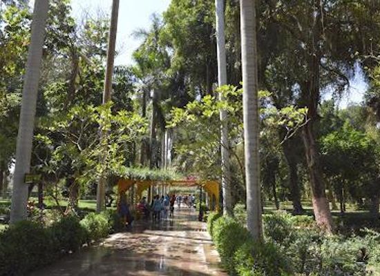 egypt/aswan/attraction/aswan-botanical-garden