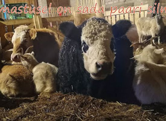 estonia/laane-county/attraction/farmiloomade-turvakodu-eestimaal