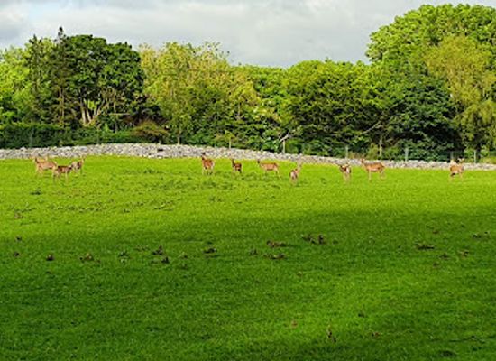 ireland/county-limerick/attraction/stonehall-visitor-farm