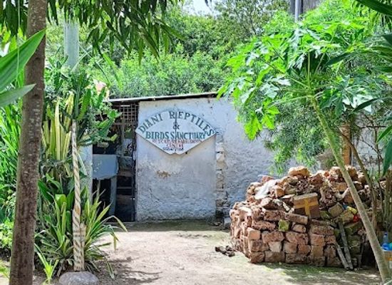 kenya/diani-beach/attraction/diani-reptiles-snake-park