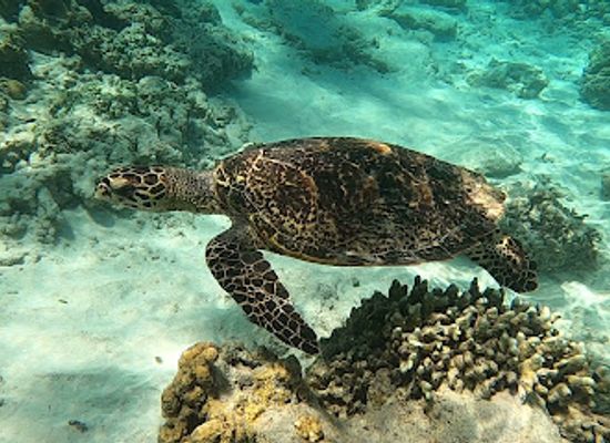 indonesia/gili-islands/attraction/great-snorkeling