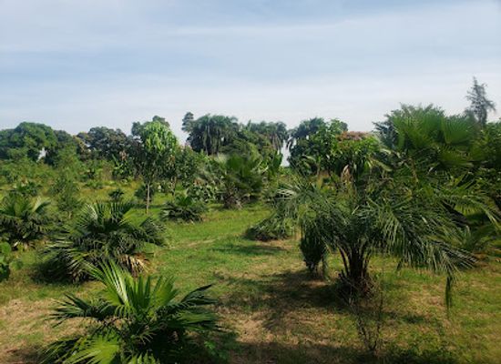 haiti/nord/attraction/jardin-botanique-emari-de-milot
