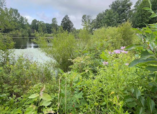 indiana/the-knobs/attraction/maine-s-pond-hoosier-national-forest
