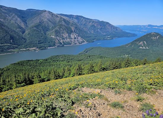 washington/columbia-river-gorge/attraction/dog-mountain-trail