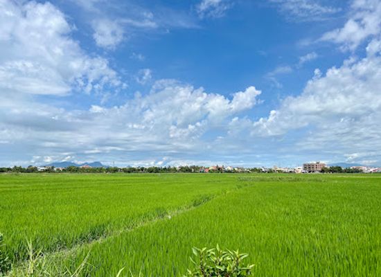vietnam/southeast/attraction/rice-fields