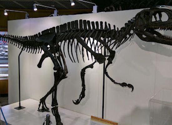 japan/tohoku/attraction/museum-of-natural-history-tohoku-university