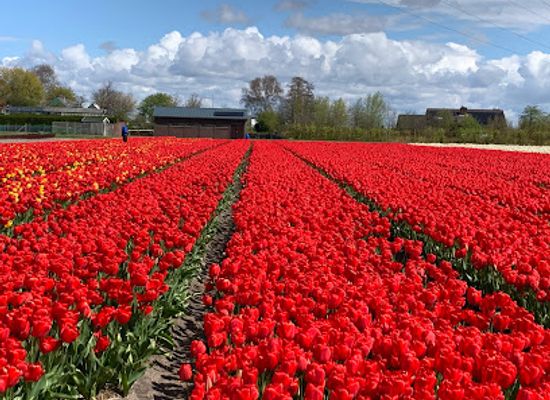 netherlands/bollenstreek/attraction/de-bollenburcht