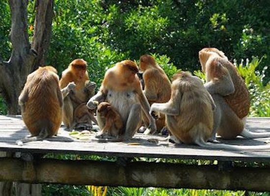 malaysia/sandakan/attraction/labuk-bay-proboscis-monkey-sanctuary-platform-a