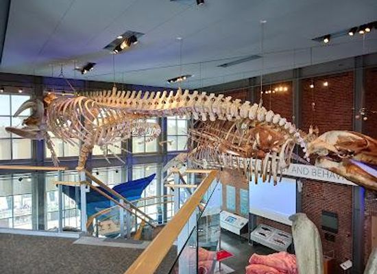 massachusetts/martha-s-vineyard/attraction/new-bedford-whaling-museum