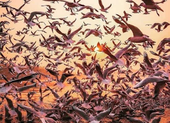 india/gujarat/attraction/nal-sarovar-bird-sanctuary-ramsar-wetland