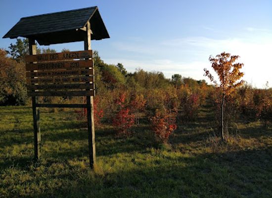 austria/vienna/attraction/wald-der-jungen-wienerinnen