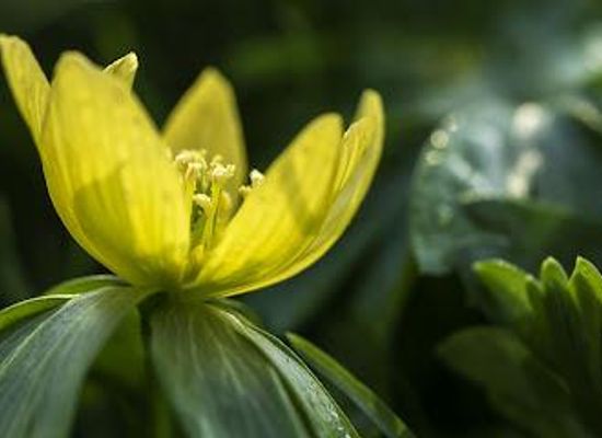 netherlands/the-hague/attraction/hortus-botanicus-leiden