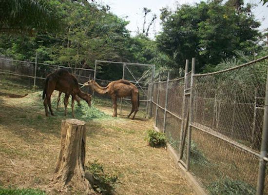 ghana/kumasi/attraction/kumasi-zoological-gardens