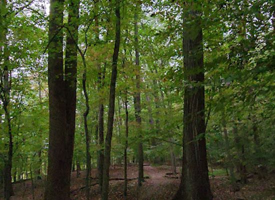 maryland/billy-goat-trail/attraction/woodland-trail-view