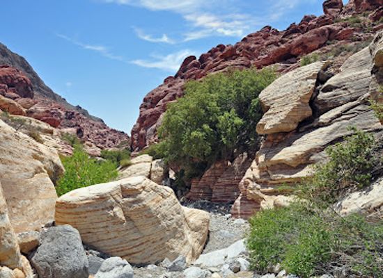 nevada/red-rock-canyon-national-conservation-area/attraction/calico-basin-trail