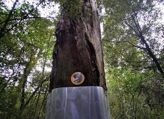 new-zealand/timaru/attraction/talbot-forest-scenic-reserve