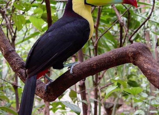 mexico/cozumel/attraction/xaman-ha-aviary