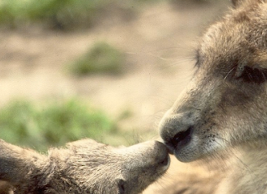australia/eastern-victoria/attraction/phillip-island-wildlife-park
