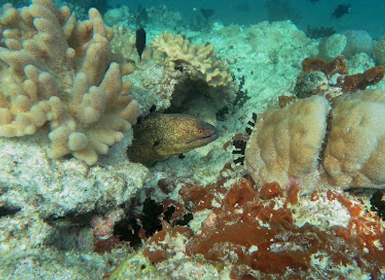 maldives/ari-atoll/attraction/big-head-coral