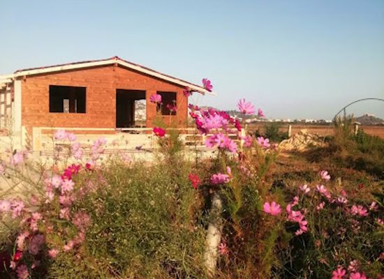 tunisia/tabarka/attraction/sonya-flowers-tunisie