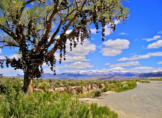 nevada/northern-nevada/attraction/the-shoe-tree