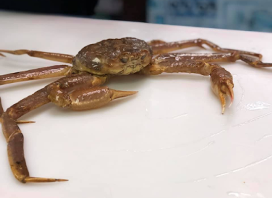 new-hampshire/seacoast/attraction/explore-the-ocean-world-oceanarium