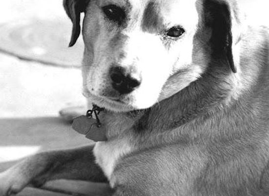 florida/daytona-beach/attraction/brownie-the-town-dog-memorial