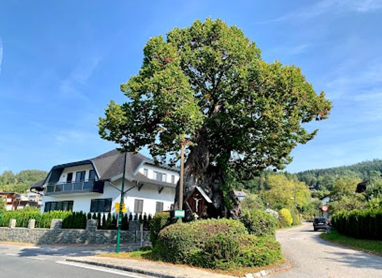austria/worthersee/attraction/1000-jahrige-linde-pritschitz