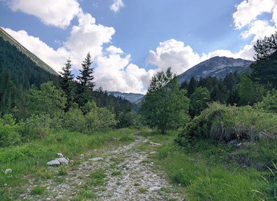 bulgaria/pirin-mountains/attraction/baikushev-s-pine