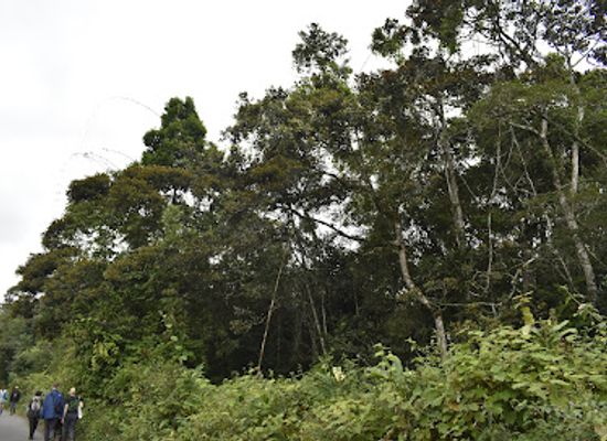 madagascar/andasibe/attraction/parc-mitsinjo