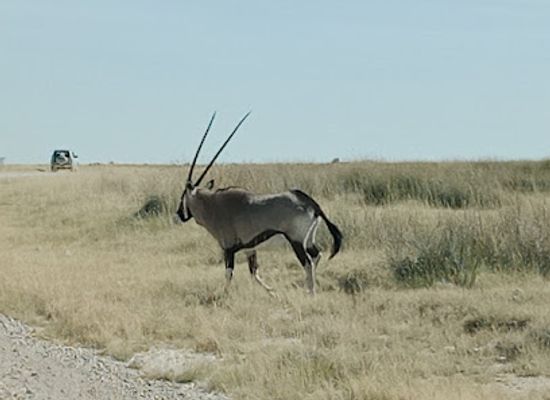 namibia/outjo/attraction/anderson-gate-etosha-national-park-southern-entrance