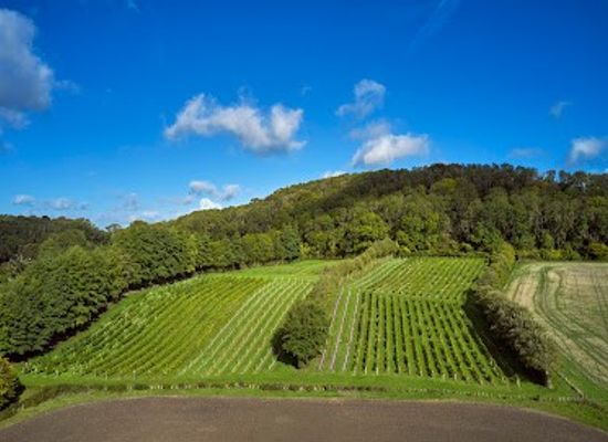 united-kingdom/london/attraction/godstone-vineyards