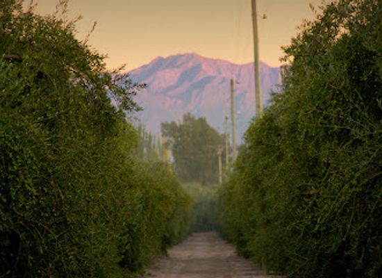 argentina/cuyo/attraction/olivicola-maguay-maipu