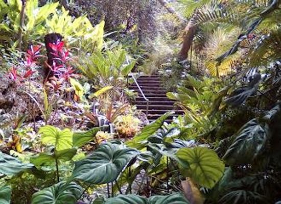 barbados/oistins/attraction/andromeda-botanic-gardens