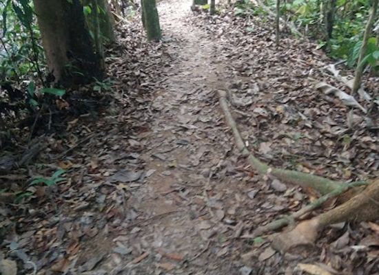 brunei/lamunin/attraction/padnunok-trail