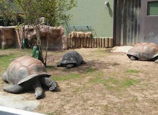 texas/new-braunfels/attraction/san-antonio-zoo