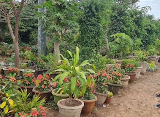 the-gambia/serekunda/attraction/saro-s-tree-nursery-ornamental-garden