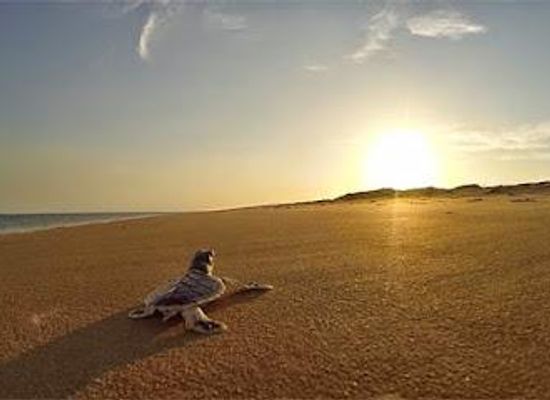 australia/darwin/attraction/sea-darwin-sea-tiwi
