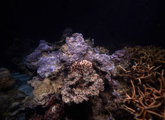 french-polynesia/tetiaroa/attraction/moorea-dark-waters