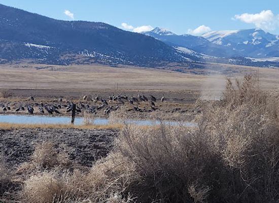 colorado/san-luis-valley/attraction/monte-vista-national-wildlife-refuge