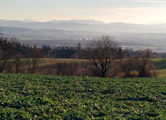 austria/muhlviertel/attraction/marbacher-linde