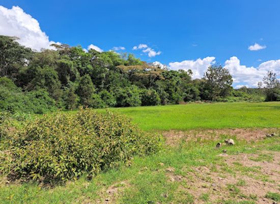 kenya/chyulu-hills/attraction/ngong-road-forest-sanctuary