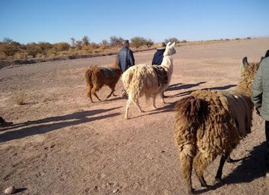 chile/valle-de-la-luna/attraction/coyo